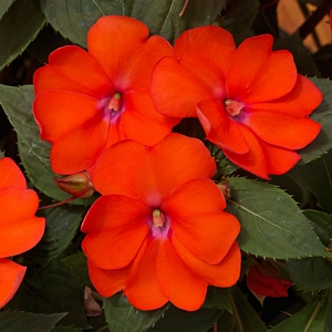 Impatiens Compact Electric Orange SunPatiens